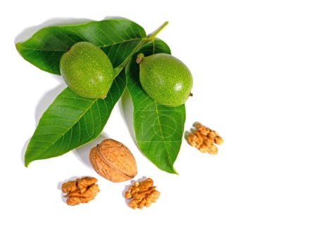 Green and ripe walnuts against a white background