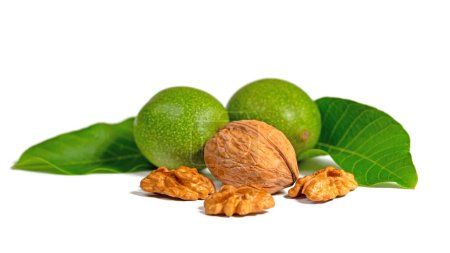 Green and ripe walnuts against a white background