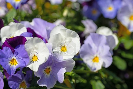 Flowering horn violets, viola cornuta, in spring