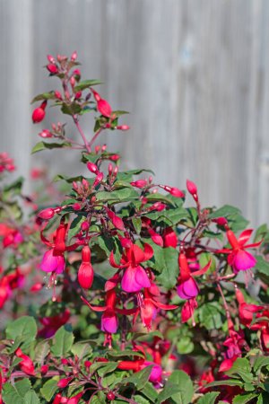 Blooming red fuchsias in the garden
