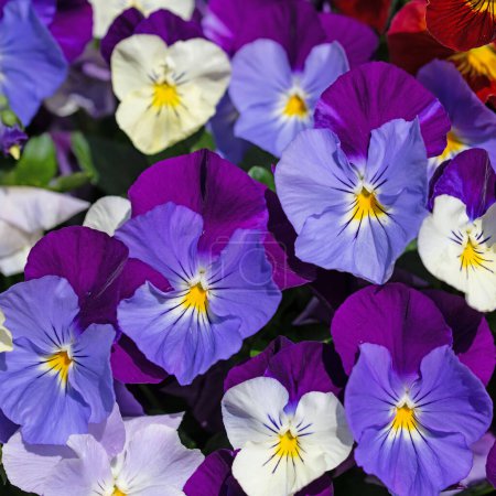 Flowering horn violets, viola cornuta, in spring