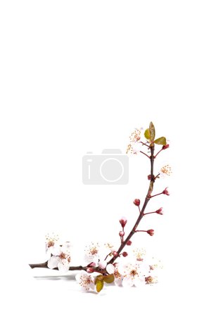 Prune cerise fleurie sur fond blanc