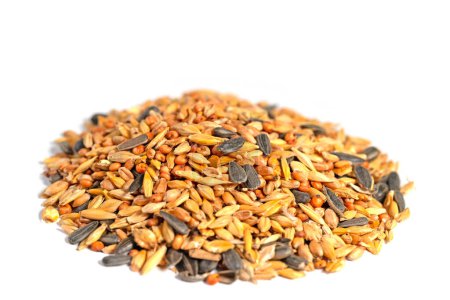 Mixed winter feed for birds against white background