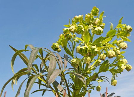Blooming stinking hellebore in a close-up