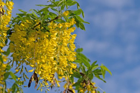 Yellow flowering laburnum in spring