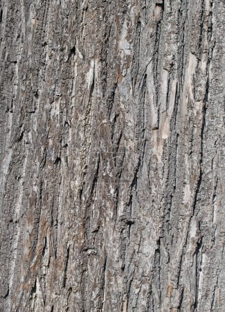 Bark from the linden tree