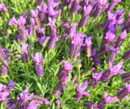 Purple flowering lavender close-up