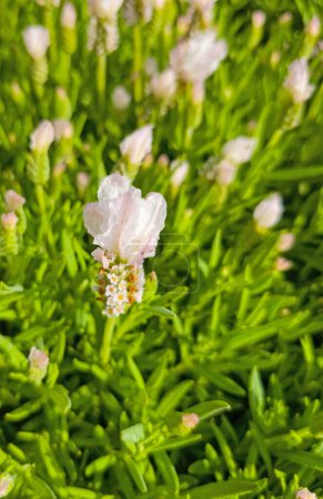 White flowering lavender close-up