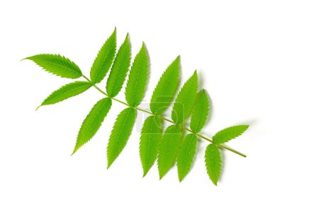 Leaf from vinegar tree against white background