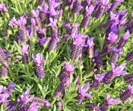 Téléchargez les photos : Gros plan sur la lavande à fleurs violettes - en image libre de droit