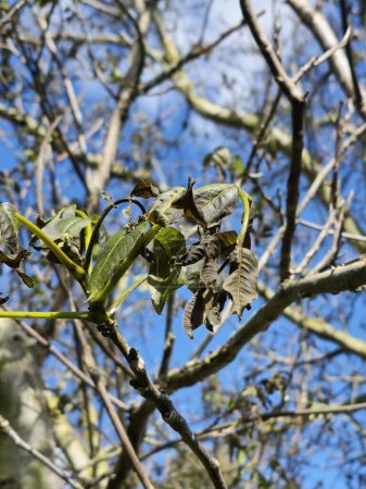 Frost damage to the walnut tree
