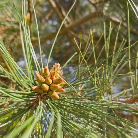 Mountain pine flowers, Pinus mugo