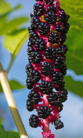 Fruits of the pokeweed, Phytolacca, in a close-up