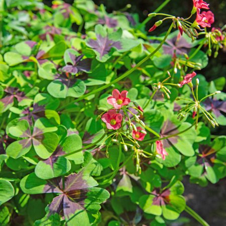 Blooming lucky clover, Oxalis tetraphylla, close-up