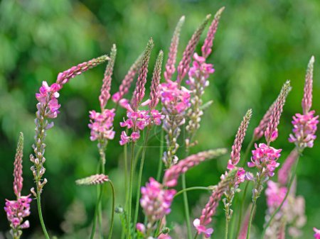 Flowering sainfoin in a close-up