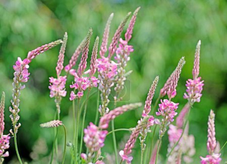 Flowering sainfoin in a close-up