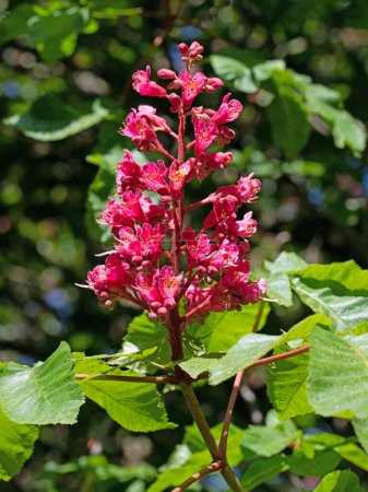 Châtaignier à fleurs rouges, Aesculus rubicunda, au printemps