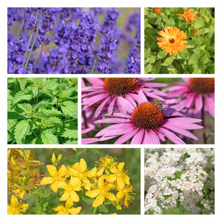 Varias plantas medicinales en un collage