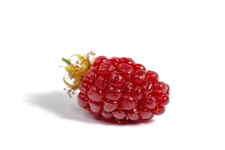 Tayberry against a white background