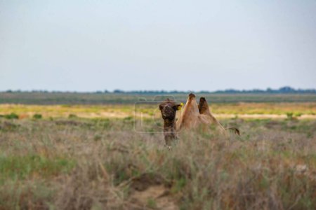 Téléchargez les photos : Un chameau brun se trouve dans la steppe. Photo de haute qualité - en image libre de droit