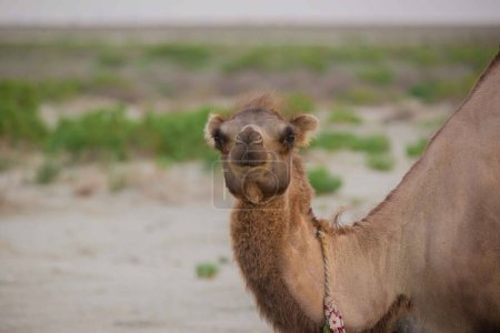Téléchargez les photos : Un chameau brun adulte qui a l'air droit. Photo de haute qualité - en image libre de droit