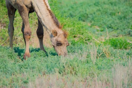Téléchargez les photos : Un chameau brun marche et mange dans la steppe. Photo de haute qualité - en image libre de droit