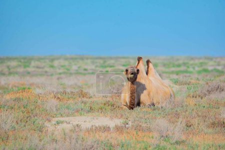 Téléchargez les photos : Un chameau bactrien se trouve dans la steppe. Photo de haute qualité - en image libre de droit
