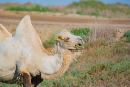 Téléchargez les photos : Un chameau dans la steppe du Kazakhstan mâche de l'herbe. Photo de haute qualité - en image libre de droit