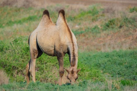 Téléchargez les photos : Un chameau brun marche sur la steppe verte. Photo de haute qualité - en image libre de droit