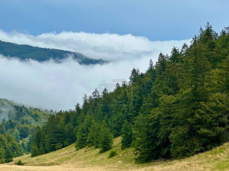 Téléchargez les photos : Ambiance Pluvieuse Sombre Au-Dessus des Nuages : Montagnes Markstein, Forêt Vosgienne de Sapins en Alsace - en image libre de droit