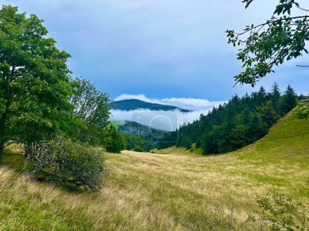 Téléchargez les photos : Ambiance Pluvieuse Sombre Au-Dessus des Nuages : Montagnes Markstein, Forêt Vosgienne de Sapins en Alsace - en image libre de droit