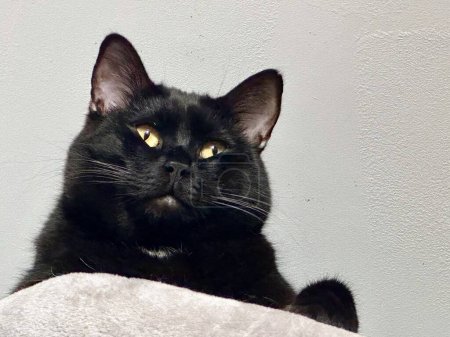 Téléchargez les photos : Chubby Charmer : La contemplation comique d'un chat noir dodu - en image libre de droit