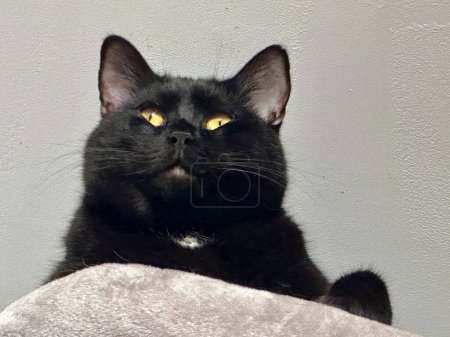 Téléchargez les photos : Chubby Charmer : La contemplation comique d'un chat noir dodu - en image libre de droit