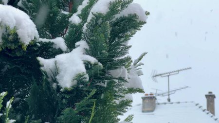 Photo for Winter's Soft Veil: Snow Laden Fir Branches with Snowflakes Falling, Rooftop Antennas and Chimneys in the Distance - Royalty Free Image