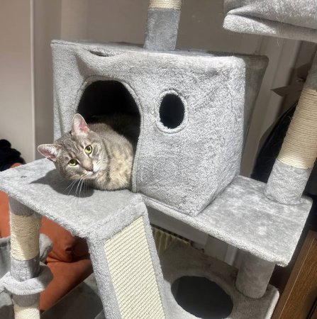 Téléchargez les photos : Cozy Hideaway : Chat Tabby regardant hors d'une forteresse de chat en peluche - en image libre de droit