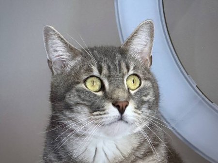 Portrait d'un chat gris tabby aux yeux verts frappants et aux murmures blancs dans un cadre familial