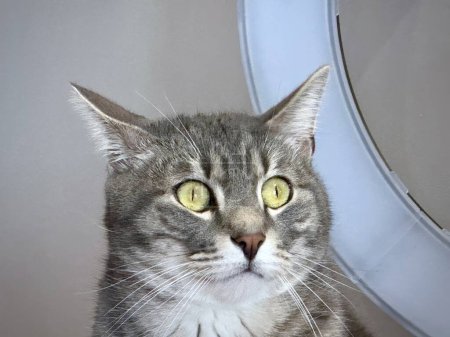 Retrato de un gato tabby gris con ojos verdes llamativos y bigotes blancos en un entorno hogareño