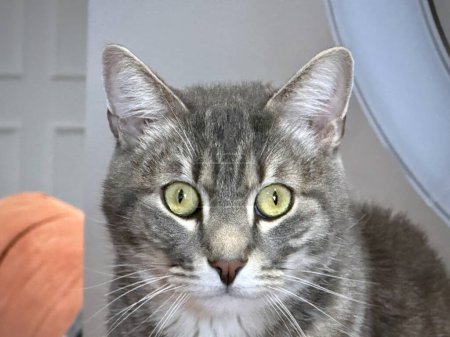 Porträt einer grauen Tabby-Katze mit auffallend grünen Augen und weißen Schnurrhaaren im häuslichen Umfeld
