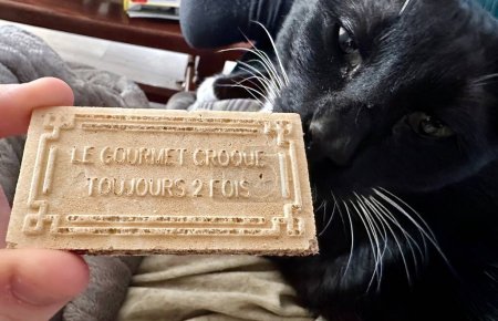 "Der Gourmet beißt zweimal "- Eine neugierige schwarze Katze beäugt einen Keks mit französischem Zitat