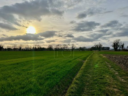 Pastoral Serenity at Sunset: Vibrant Green Fields Stretching Between Marckolsheim and Mackenheim, Alsace