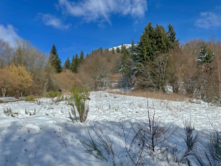 Photo for Winter Wonderland with Snow-Covered Ground and Lush Green Trees Under a Clear Blue Sky - Royalty Free Image