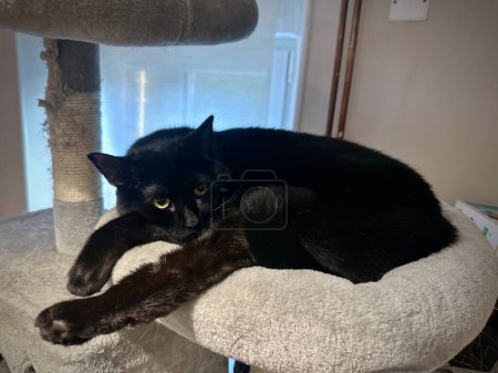 Photo for Relaxed Black Cat Lounging on a Cat Tree with a Soft Gaze and Shiny Fur - Royalty Free Image