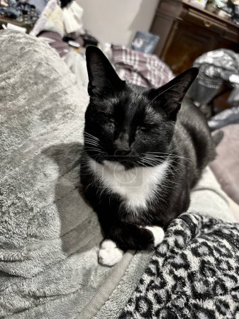Elegante gato blanco y negro con una postura real descansando sobre una manta gris suave