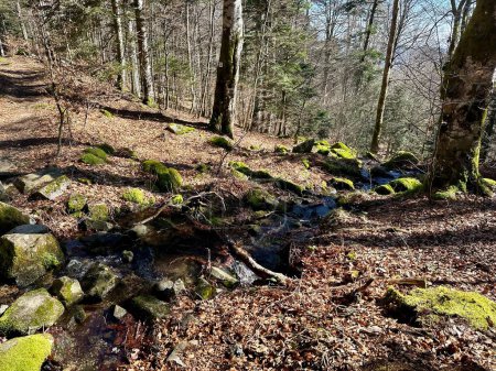 Sonnenbeschienener Waldbach schlängelt sich durch eine moosbewachsene Felslandschaft