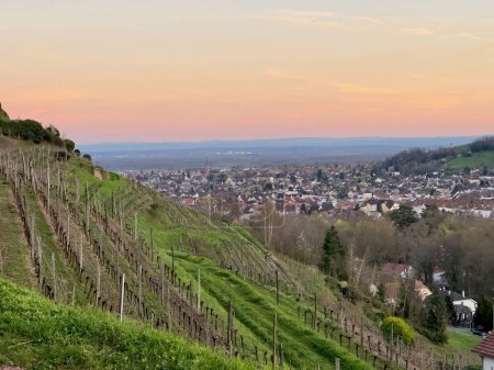 Die Weinberge von Guebwiller bei Sonnenuntergang mit Panoramablick auf die Elsässische Tiefebene und entfernte Alpengipfel