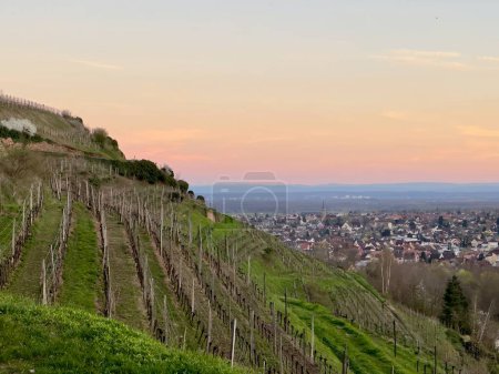 Die Weinberge von Guebwiller bei Sonnenuntergang mit Panoramablick auf die Elsässische Tiefebene und entfernte Alpengipfel