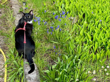 Curious Tuxedo Cat on Leash Exploring the Vibrant Spring Garden