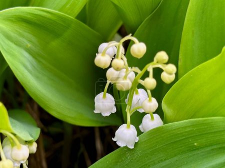 Delicate Lily of the Valley Blossoms: A Close-Up of Spring's Fragrant Bell Flowers