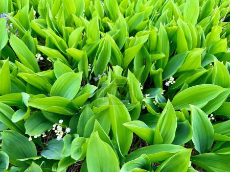 Vibrant Sea of Green: Lily of the Valley Leaves with Sprinkles of White Blossoms
