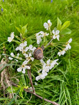 Serenata de primavera: Retrato de un caracol hechiza entre flores de cerezo blanco en un prado verde